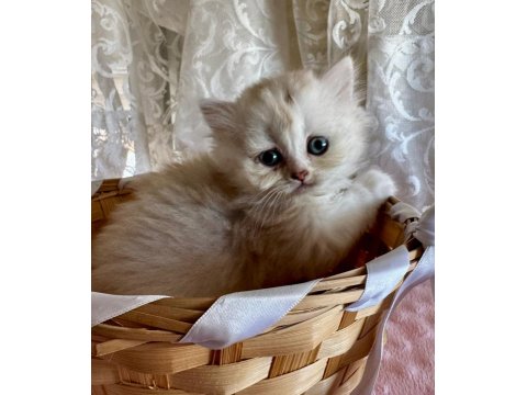 Golden Ve Silver British Longhair Bebekler