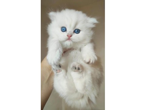 Kocaeli Show Kalite Safkan British Longhair Yavrular