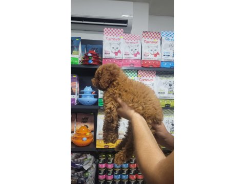 Poodle Erkek Yavrumuz Yeni Ailesini Beklemektedir