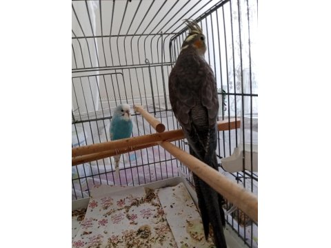 6 Aylık Dişi Sultan Papağanı