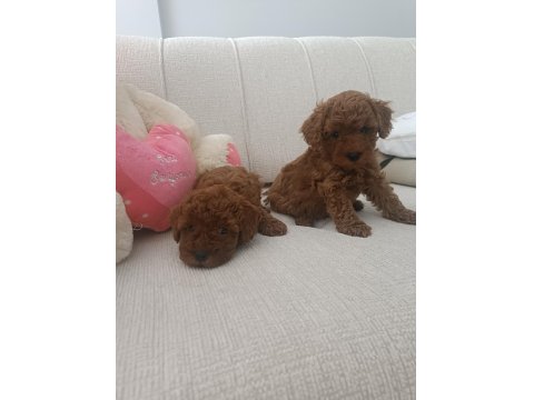 Sizin De Böyle Oyuncu Sağlıklı Poodle Dostunuz Olsun