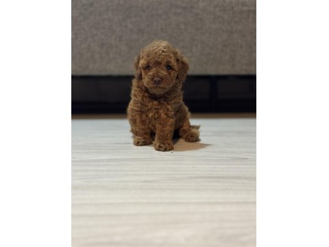 Dişi Poodle Prenses İzmir