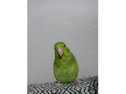 Forpus Akıllı Papağanım