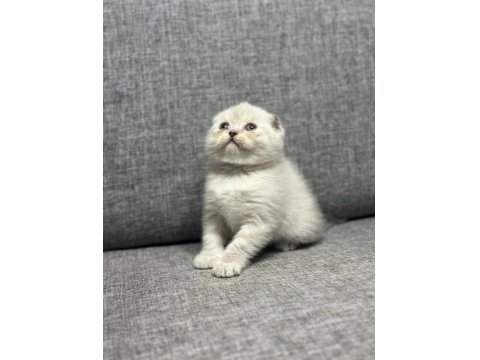 Blue Point Scottish Fold Bebekler
