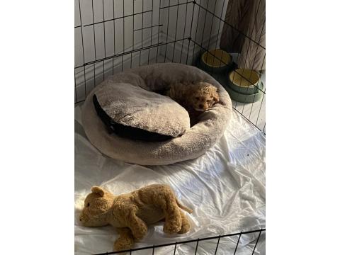 10.02.2026 Doğumlu Yavru Toy Poodle Erkek