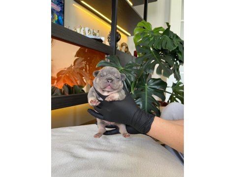 Rengarenk French Bulldog Yavrularım Rezerveye Açık