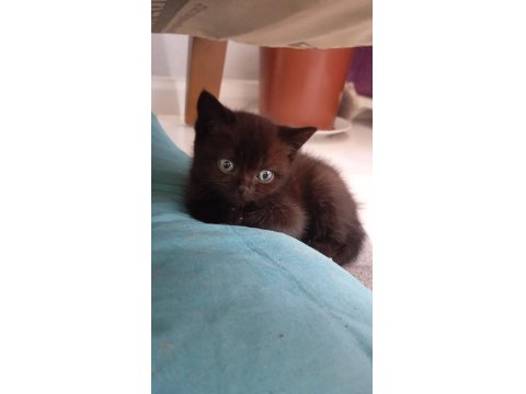 2 Aylık Sağlıklı Scottish Kediler