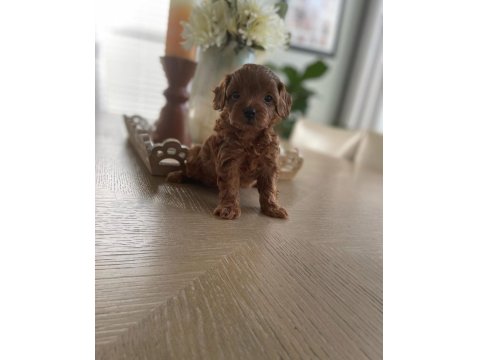0 Boy Aileden Maltipoo Yavruları