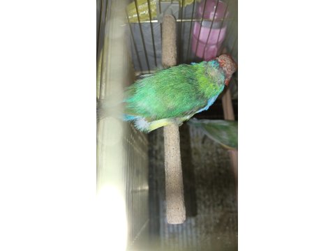 2 Erkek Toplu Veya Ayrı İspinoz