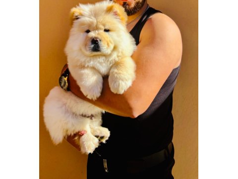 Pofuduk Çin Aslanı Aslan Yavruları