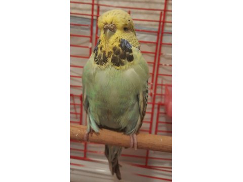 Dişi Show Jumbo Muhabbet Kuşu