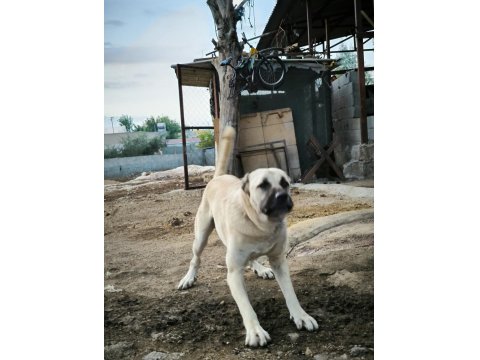Orjinal Üst Düzey Kaliteli Kangal