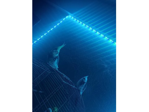 Acil Satılık Takım Sultan Papağanı