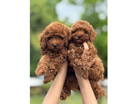 Toy Poodle Yavrular Teacup
