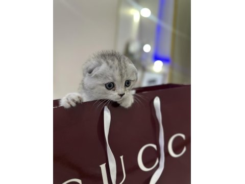 Şeker Gibi Scottish Fold Yavrular
