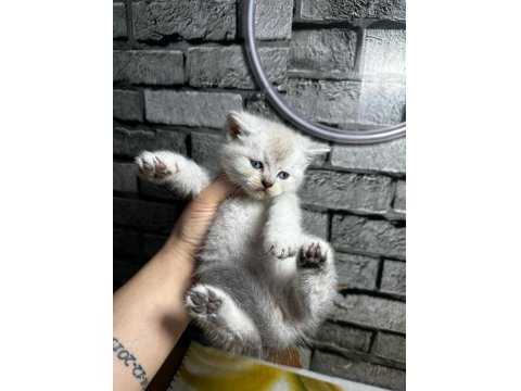 British Shorthair Erkek Lyxn Point Erkek