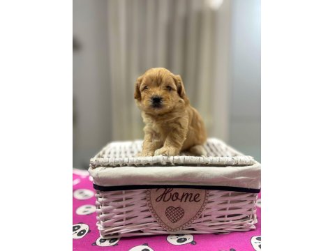 Maltipoo En Küçük Boy Yavrularımız