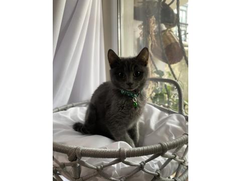 Sevgi Dolu Uysal Russian Blue