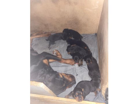 Dünya Güzeli Koca Kafa Rottweiler Yavruları