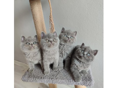 Ayı Surat Safkan British Shorthair Yavrularımız