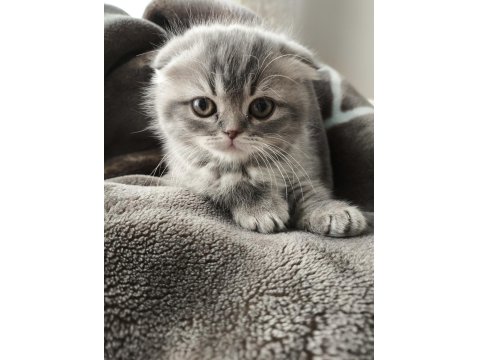 Scottish Fold Dişi 3,5 Aylık