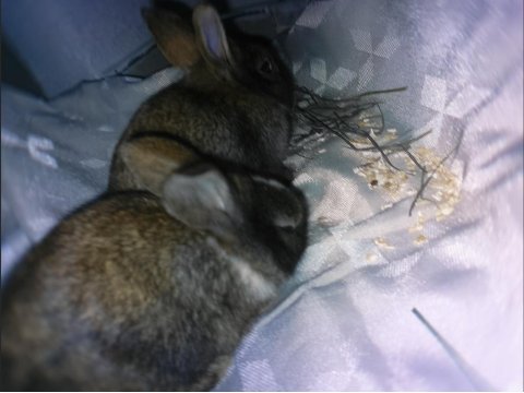 1 Aylık Mini Dwarf Tavşan Yavruları (Dişi Ve Erkek)