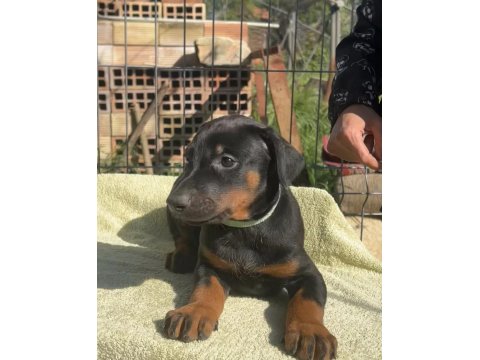 King Doberman Bebekleri