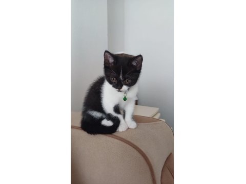 Smokin British Sahiplendirme Ücretsiz