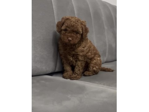 Poodle Yavru Satış İlanı
