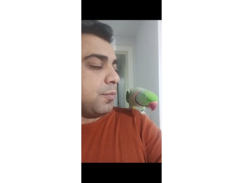 Jumbo Boy İskender Papağanı Aileniz Arkadaş