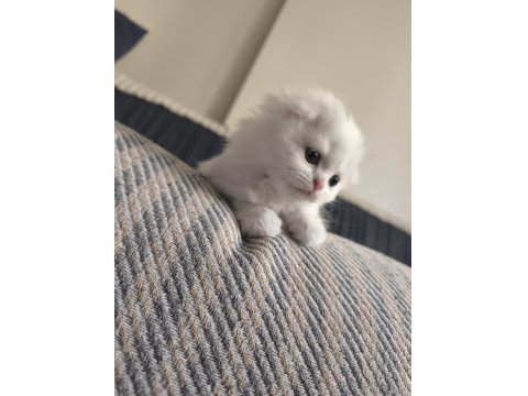 Scottish Fold Yavru Kedilerimiz