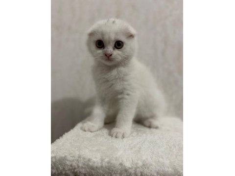 A Kalite Scottish Ve British Yavrular