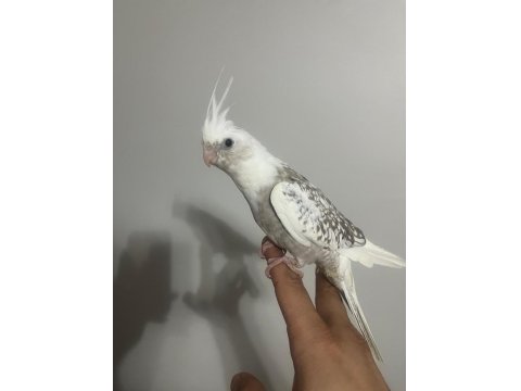 6 Adet Yeme Düştü Kaçırılmayacak Fırsat Rengarenk Kuşlar