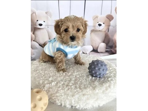 Mükemmel Maltipoo Yavrular