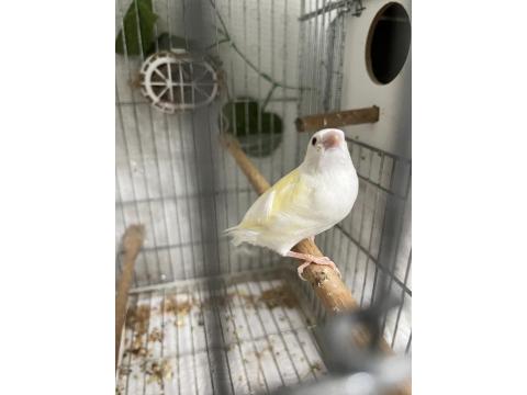 Goldian Finch Yavrular