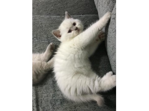 Safkan British Shorthair Yavrularımız
