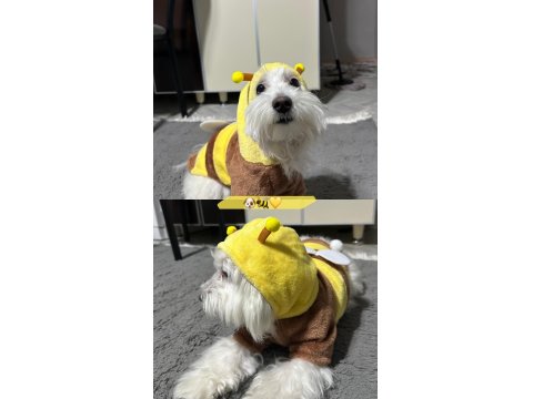 Maltese Terrier 1.5 Yaşında