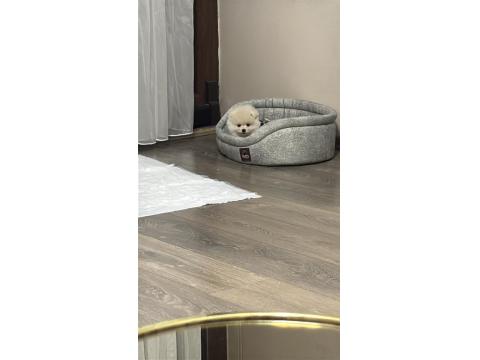 6 Aylık Dişi Pomeranian Yavru