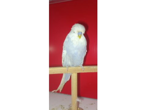 2 Adet Vasıflı Show Jumbo Erkek Muhabbet Kuşu