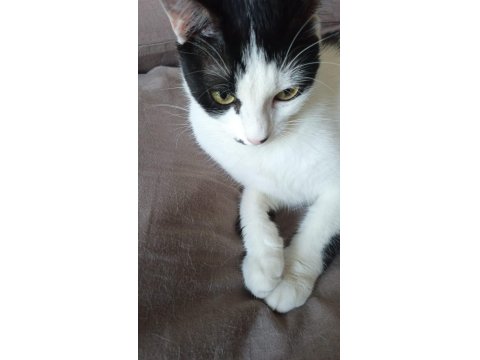 Kedimiz Kısır Ve Sevimli Kedimiz Yeni Yuvasını Arıyor