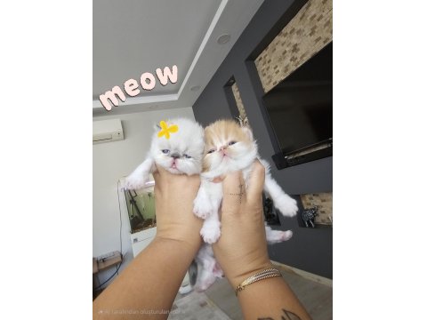 Safkan Pure Persian Show Class Yavrular