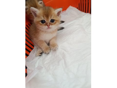 Muhteşem Güzellikte Golden Ve Silver British Yavrular