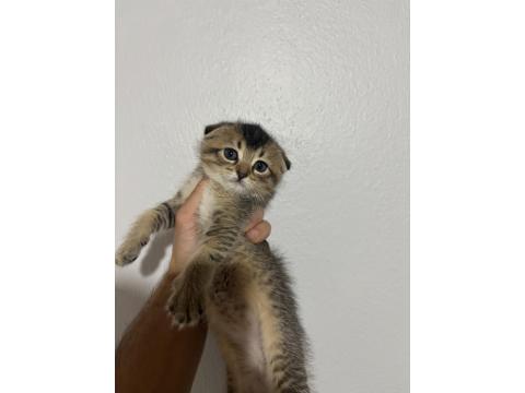 Scottish Fold 50 Günlük Yavru Kediler