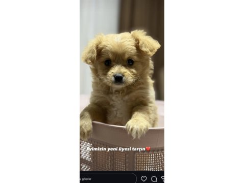 Maltipoo 3 Aylık Yavru