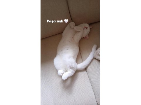 Tam Bir Sevgi Pıtırı Kedimiz