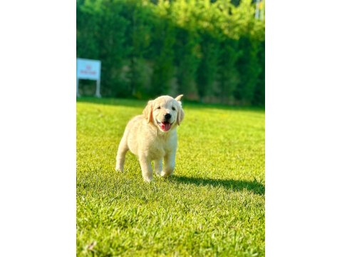 %100 Safkan Golden Retriever Yavruları