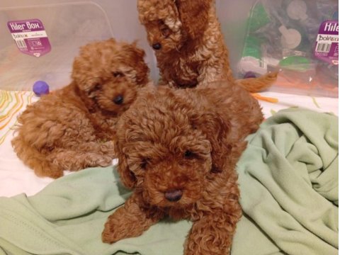 Irk Ve Kg Garantili Toy Poodle Bebeklerimiz