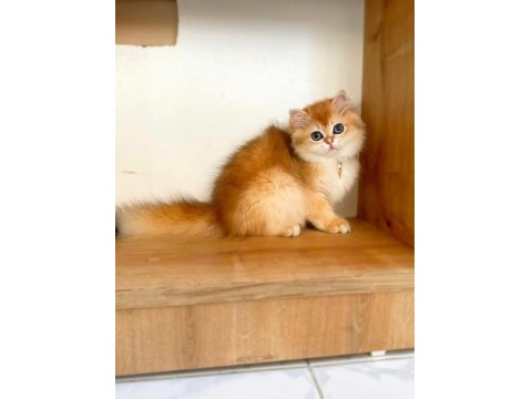 Anne Babası Şecereli British Longhair Yavrular Teslime Hazır