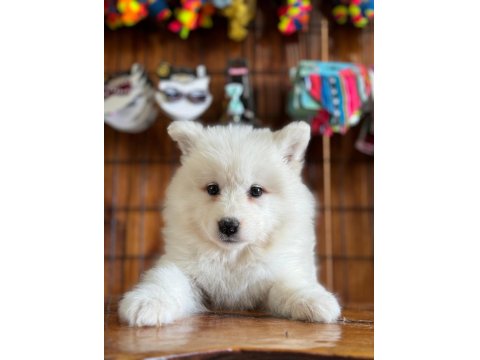Bembeyaz Güzellik Safkan Samoyed Yavrusu
