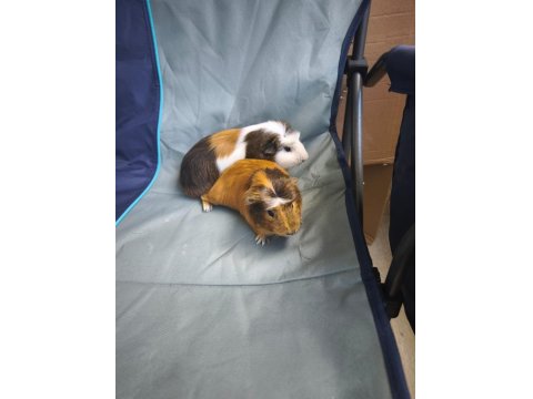 Guinea Pig 7 Aylık 2 Erkek